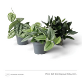 Scindapsus Collection plant set with three silver, green and dark-leaved plants grouped in nursery pots