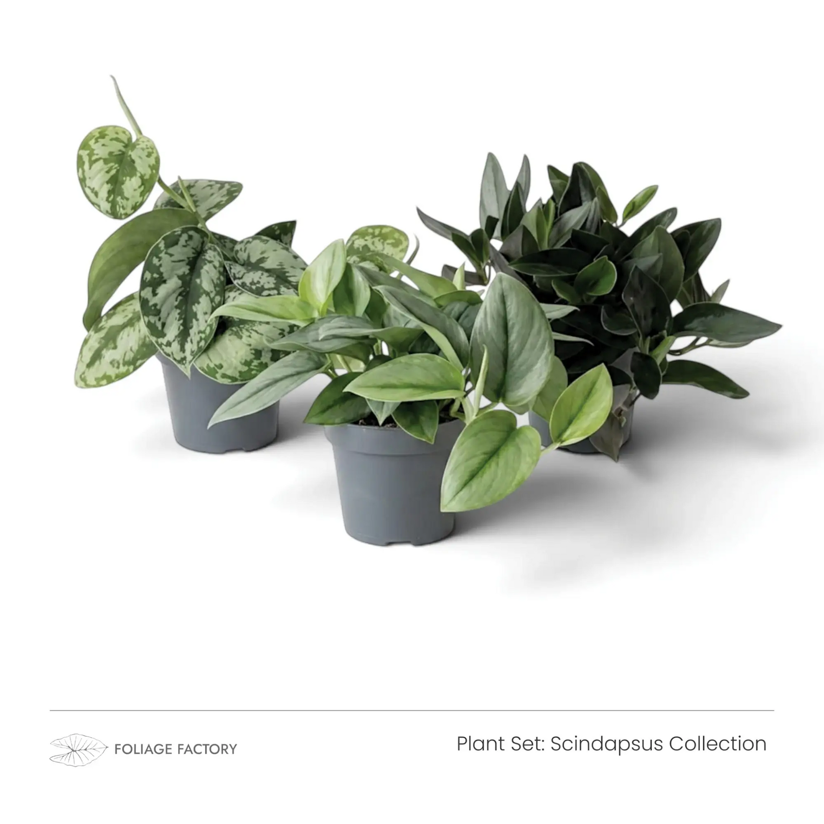 Scindapsus Collection plant set with three silver, green and dark-leaved plants grouped in nursery pots