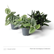 Scindapsus Collection plant set with three silver, green and dark-leaved plants grouped in nursery pots