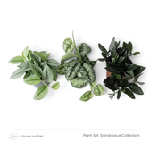 Three patterned Scindapsus plants from the Scindapsus Collection viewed from above