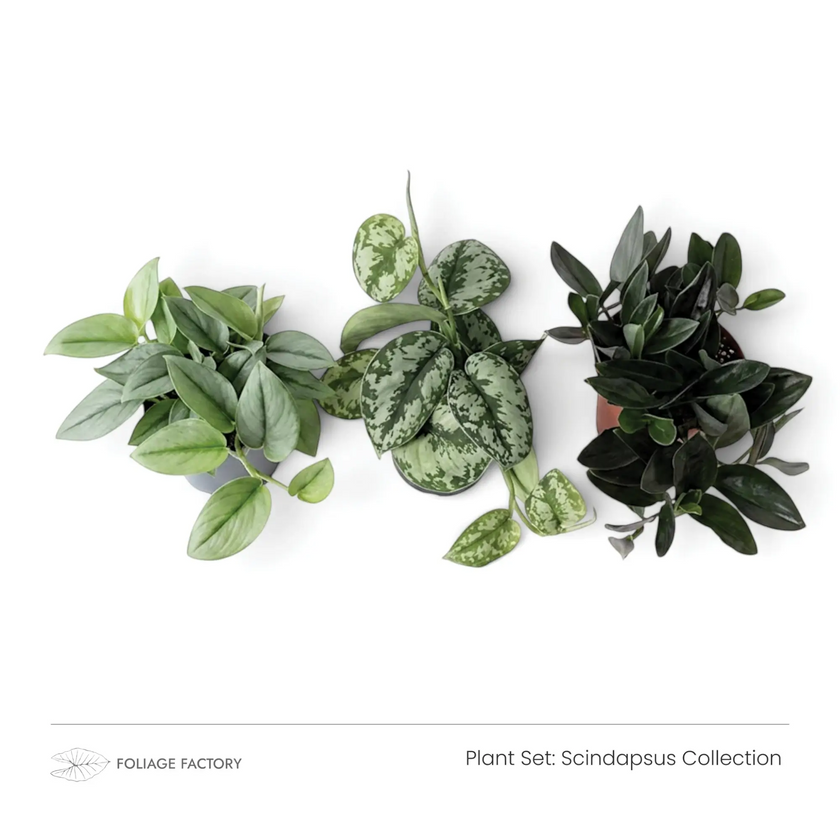 Three patterned Scindapsus plants from the Scindapsus Collection viewed from above