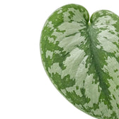 Einzelnes Blatt von Scindapsus 'Exotica' mit großflächigen silbrigen Flecken, grüner Mittelader und unregelmäßigem grünem Rand.