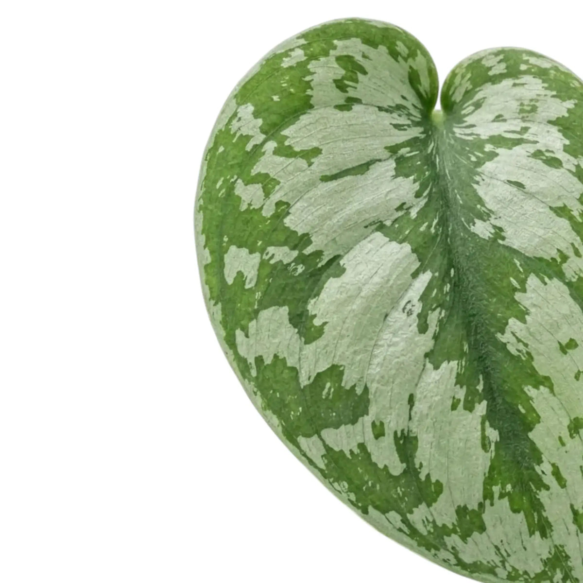 Einzelnes Blatt von Scindapsus 'Exotica' mit großflächigen silbrigen Flecken, grüner Mittelader und unregelmäßigem grünem Rand.