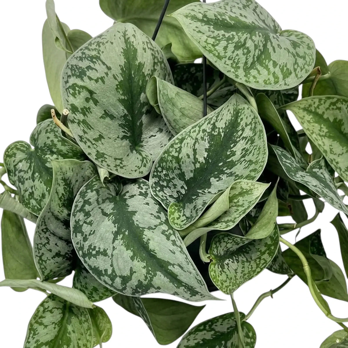 Nahaufnahme des Laubs von Scindapsus 'Exotica' mit überlappenden silbrigen Blättern und dunkelgrüner Marmorierung.