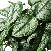 Nahaufnahme herzförmiger Blätter von Scindapsus 'Exotica' mit silbrigen Flecken und unregelmäßigen dunkelgrünen Rändern.