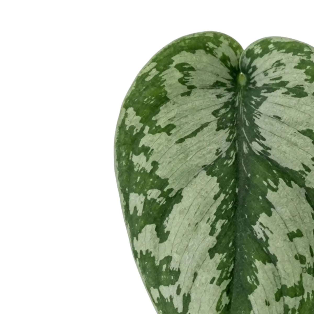 Blattdetail von Scindapsus 'Exotica' mit silbrigen Flecken, feinen Blattadern und einem dunkelgrünen Streifen in der Mitte.