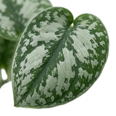 Nahaufnahme eines Blattes von Scindapsus 'Exotica' mit großflächigen silbrigen Flecken um eine dunkelgrüne Mittelader.
