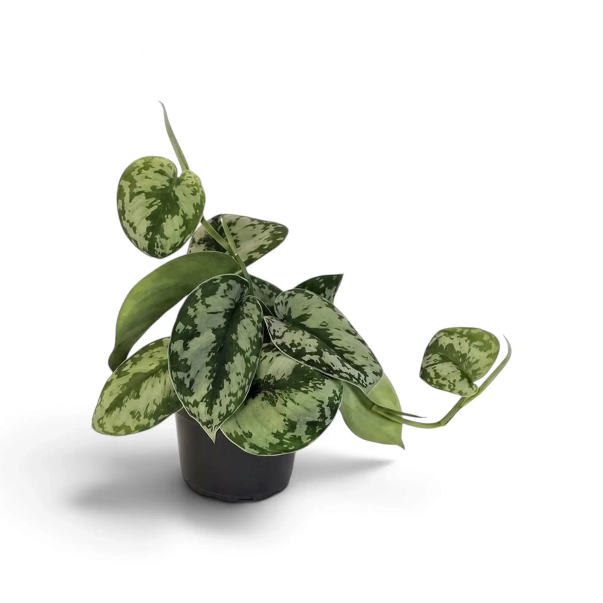Kleiner Scindapsus 'Exotica' mit silbrig gefleckten, herzförmigen Blättern und einem über den Topf hinausragenden Trieb.