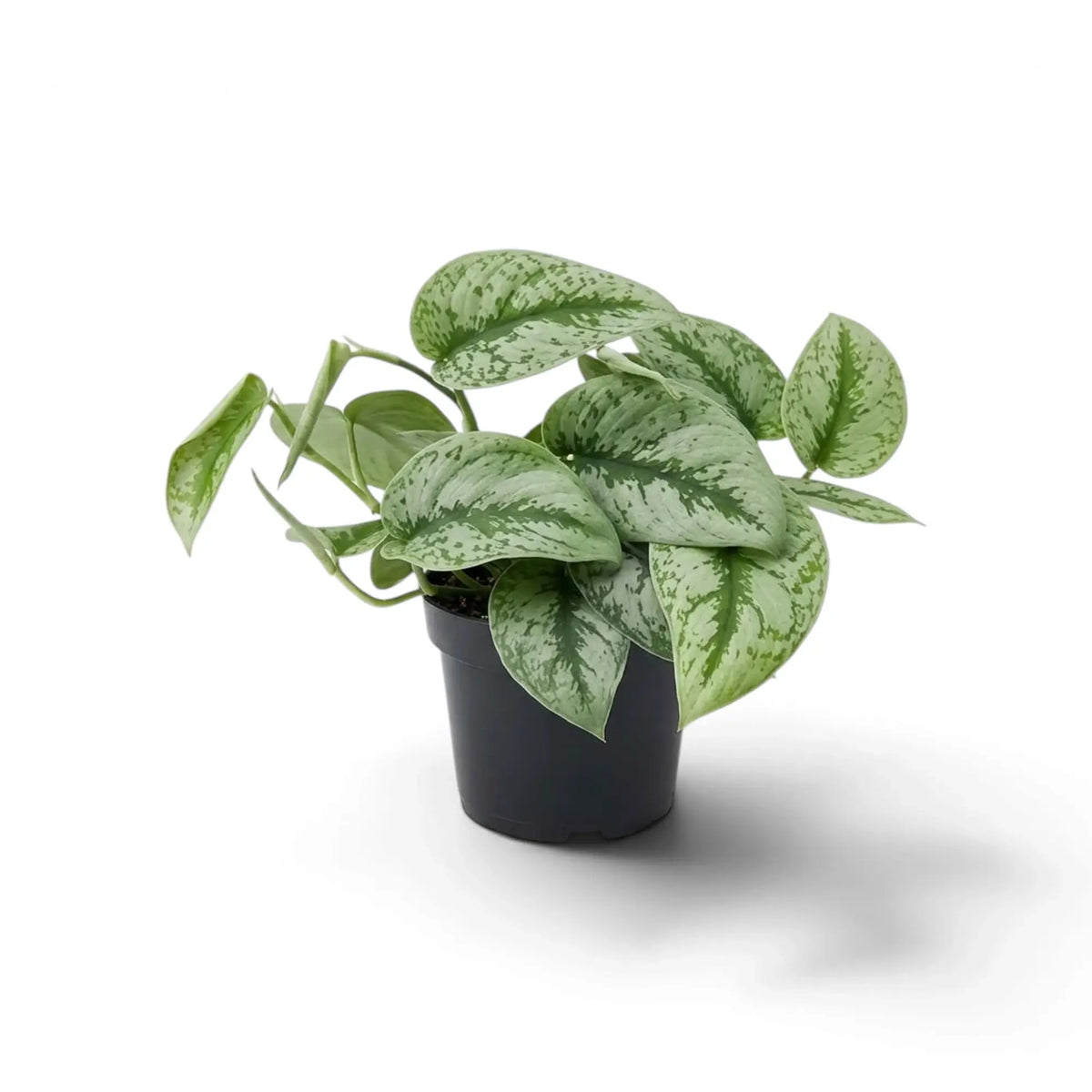 Scindapsus 'Exotica' mit breiten, silbrig gemusterten Blättern und gebogenen Trieben oberhalb eines Kulturtopfes.