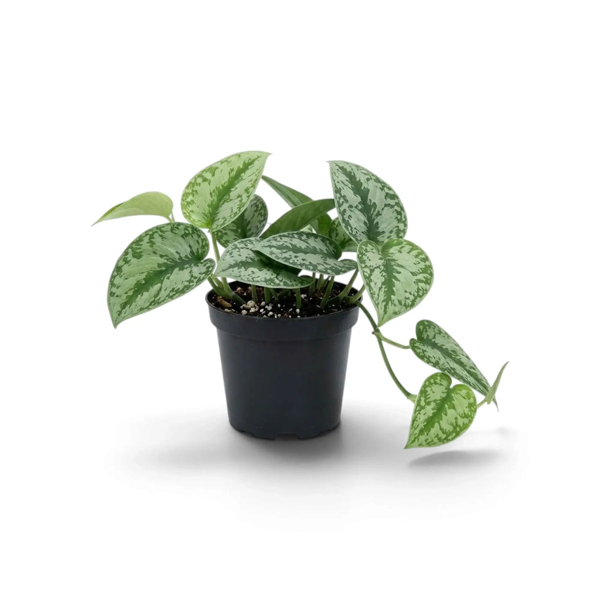 Scindapsus 'Exotica' im Kulturtopf mit silbrig gemusterten Blättern und einem kurzen Trieb, der seitlich herabhängt.