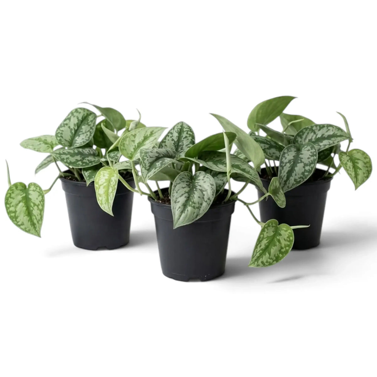 Drei kleine Pflanzen von Scindapsus 'Exotica' mit silbrig gemusterten Blättern und herabhängenden Trieben in Kulturtöpfen.