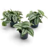 Drei Pflanzen von Scindapsus 'Exotica' in Töpfen mit breiten, herzförmigen, silbrig und grün gemusterten Blättern.