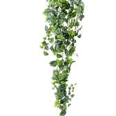 Scindapsus pictus 'Argyraeus' close-up of leaf on white background.