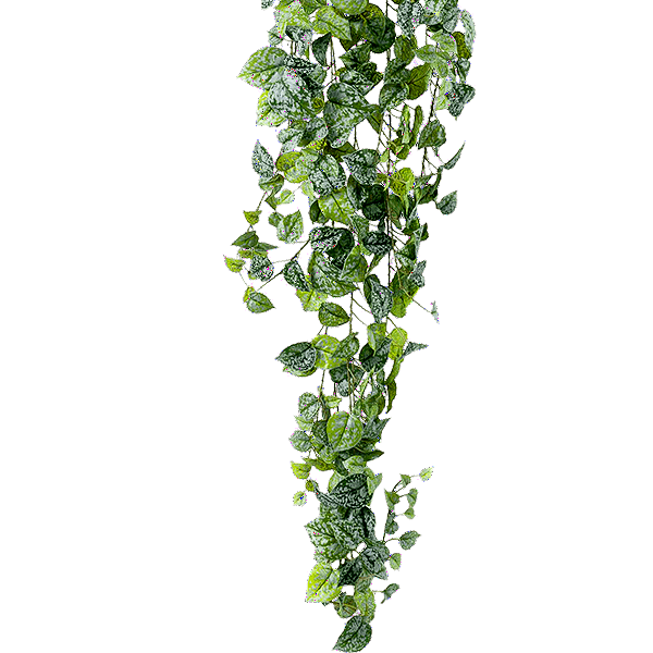 Nahaufnahme eines Blatts von Scindapsus pictus 'Argyraeus' vor weißem Hintergrund.