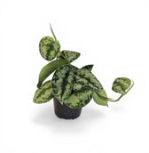 Scindapsus pictus 'Argyraeus' leaf detail on white background.