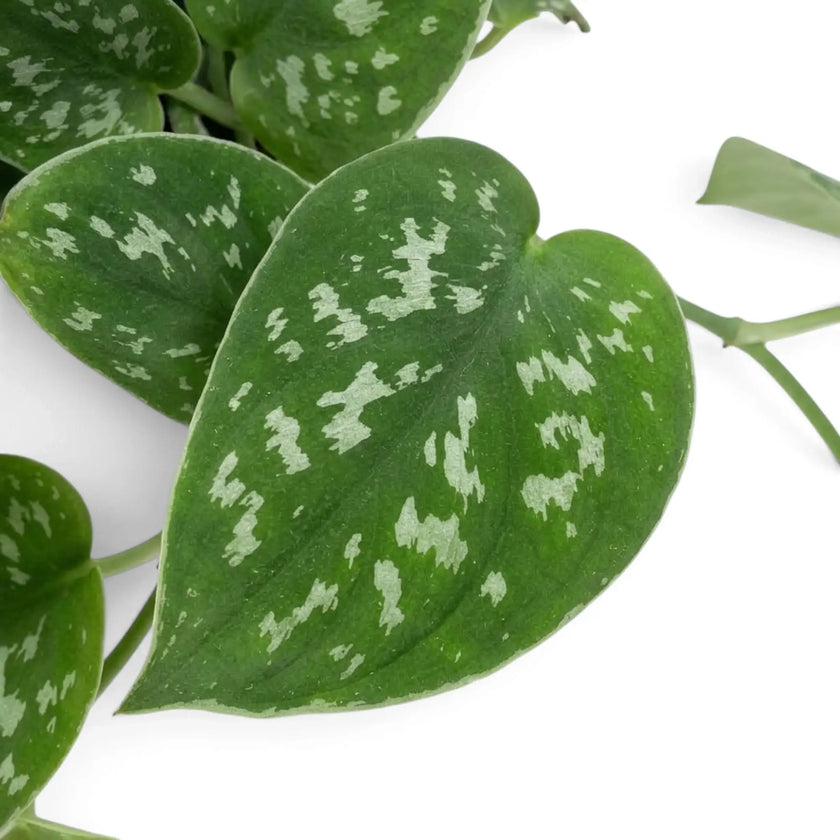 Close-up of a heart-shaped Scindapsus pictus 'Argyraeus' leaf with irregular silver spots.