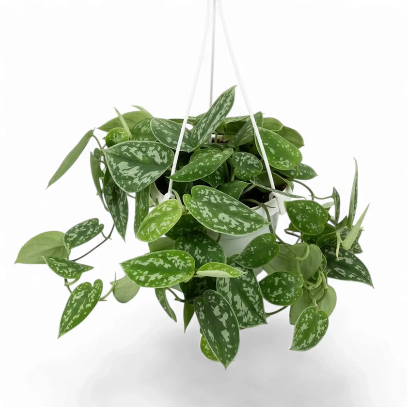 Scindapsus pictus 'Argyraeus' with silver-spotted green leaves spreading out from a hanging pot.
