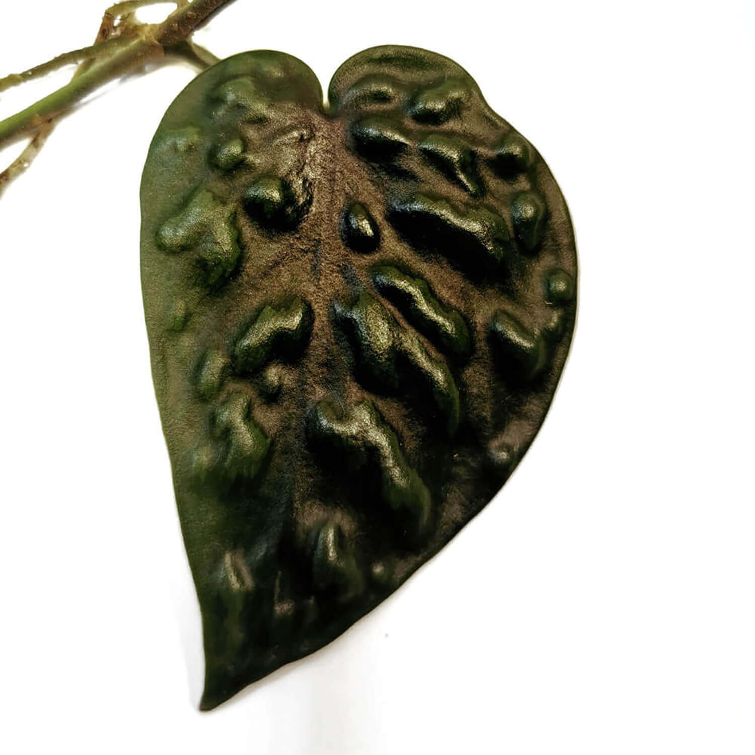 Scindapsus pictus 'Black Mamba' close-up of leaf on white background.