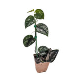 Scindapsus pictus 'Black Mamba' potted plant in nursery pot on white background.