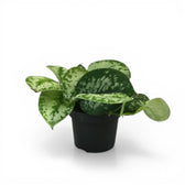 Scindapsus pictus 'Exotica' potted plant in nursery pot on white background.