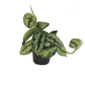 Scindapsus pictus 'Exotica' potted plant in nursery pot on white background.