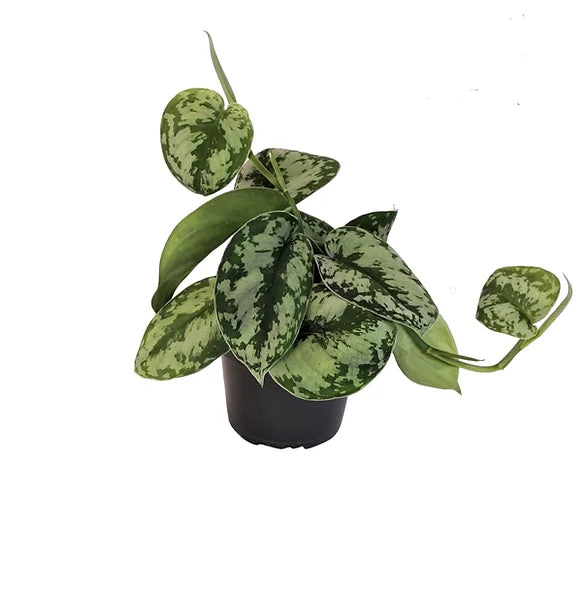 Scindapsus pictus 'Exotica' potted plant in nursery pot on white background.