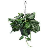 Scindapsus pictus 'Exotica' potted plant in nursery pot on white background.