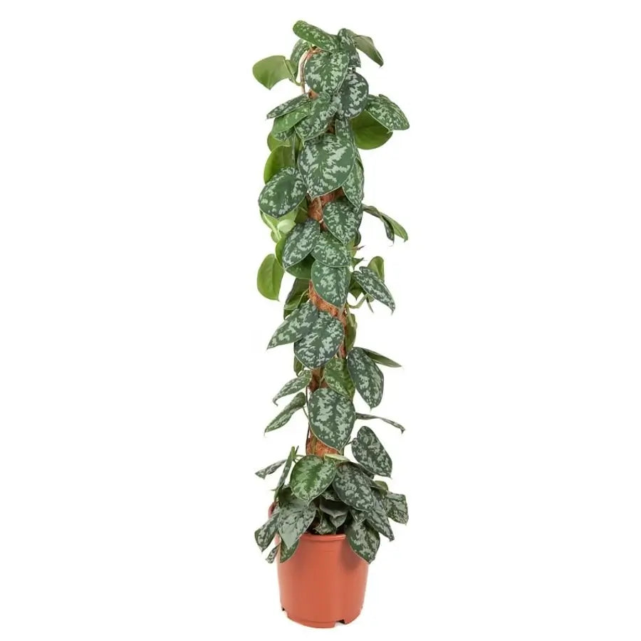 Scindapsus pictus 'Exotica' potted plant in nursery pot on white background.