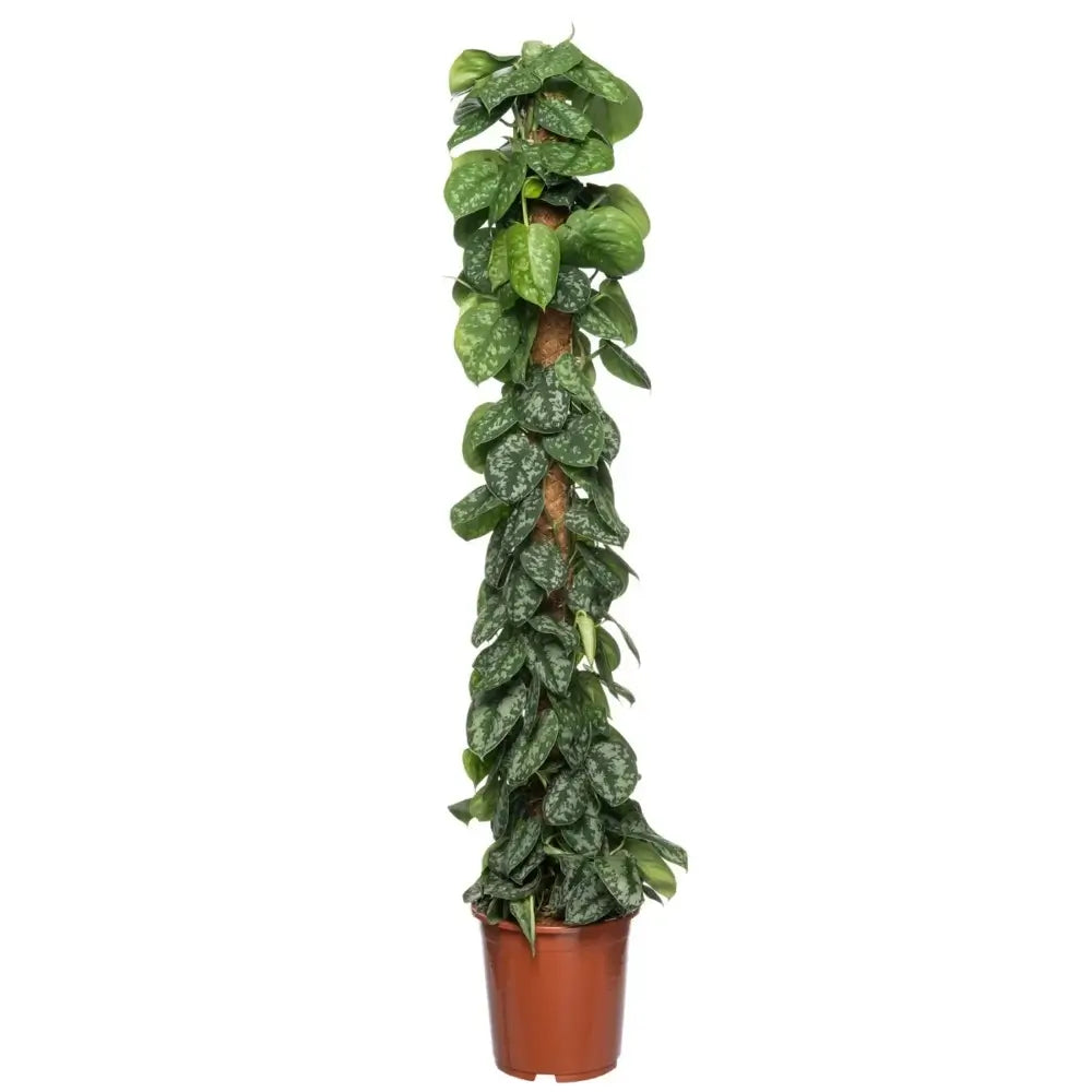 Scindapsus pictus 'Exotica' potted plant in nursery pot on white background.