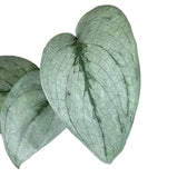 Scindapsus pictus 'Silver Hero' leaf detail on white background.