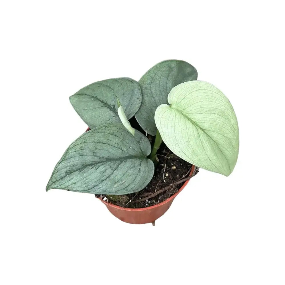Scindapsus pictus 'Silver Hero' potted plant in nursery pot on white background.