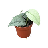 Scindapsus pictus 'Silver Hero' potted plant in nursery pot on white background.