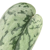 Scindapsus pictus 'Silver Lady' leaf close-up on white background.