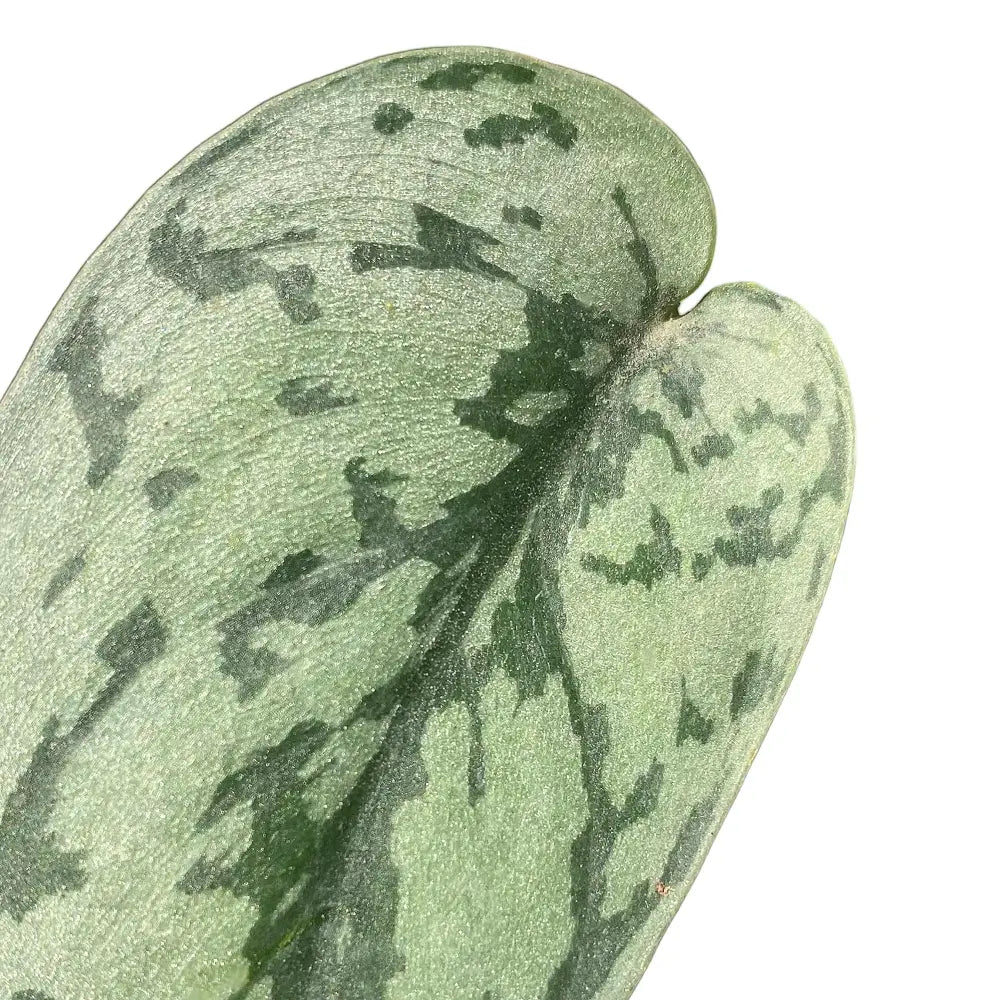 Scindapsus pictus 'Silver Lady' leaf close-up on white background.