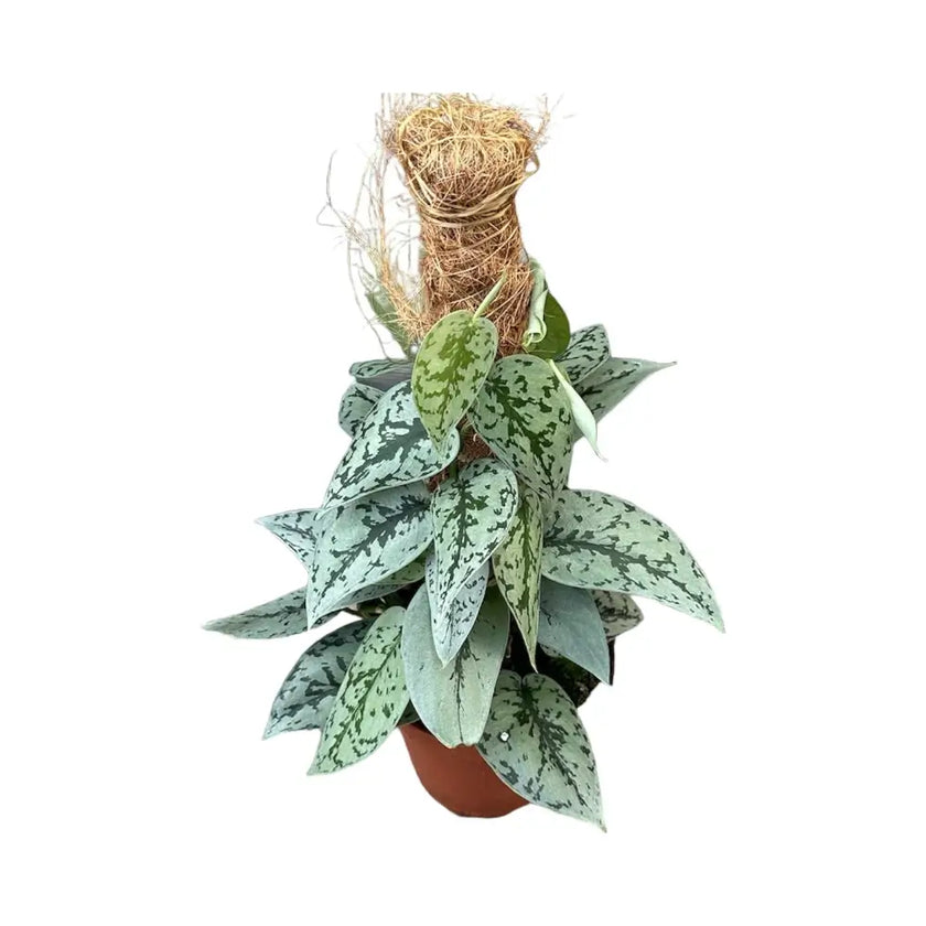 Scindapsus pictus 'Silver Lady' potted plant in nursery pot on white background.