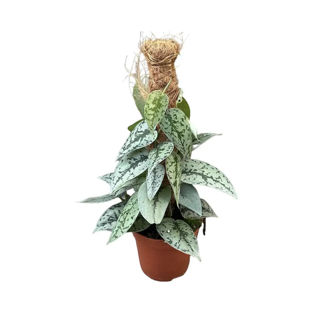 Scindapsus pictus 'Silver Lady' potted plant in nursery pot on white background.