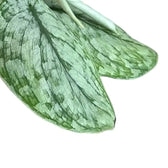 Scindapsus pictus 'Silver Splash' close-up of leaf on white background.