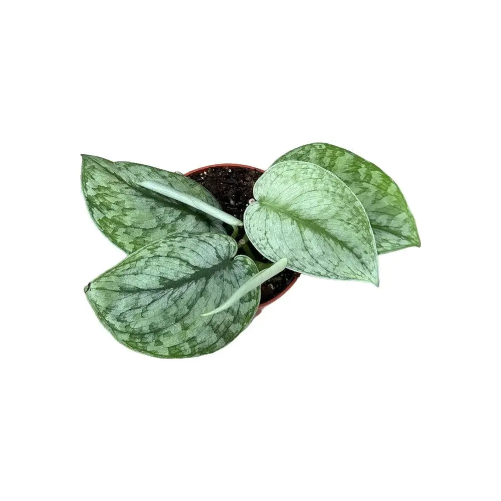 Scindapsus pictus 'Silver Splash' potted plant in nursery pot on white background.