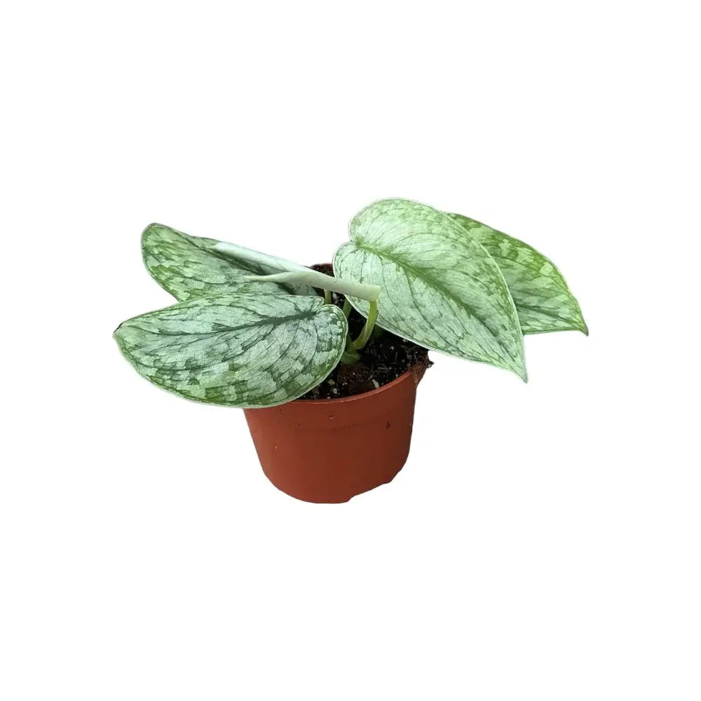 Scindapsus pictus 'Silver Splash' potted plant in nursery pot on white background.