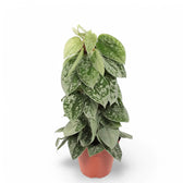Scindapsus pictus 'Silvery Ann' potted plant in nursery pot on white background.