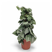 Scindapsus pictus 'Silvery Ann' potted plant in nursery pot on white background.