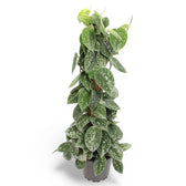Scindapsus pictus 'Silvery Ann' potted plant in nursery pot on white background.