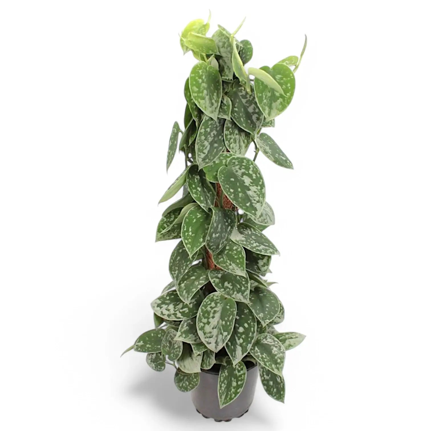 Scindapsus pictus 'Silvery Ann' potted plant in nursery pot on white background.