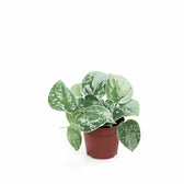 Scindapsus pictus 'Silvery Ann' potted plant in nursery pot on white background.