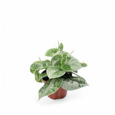 Scindapsus pictus 'Silvery Ann' potted plant in nursery pot on white background.