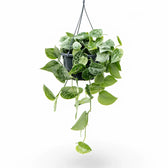 Scindapsus pictus 'Silvery Ann' potted plant in nursery pot on white background.