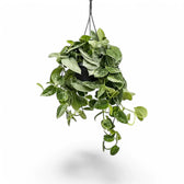 Scindapsus pictus 'Silvery Ann' potted plant in nursery pot on white background.