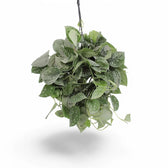 Scindapsus pictus 'Silvery Ann' potted plant in nursery pot on white background.