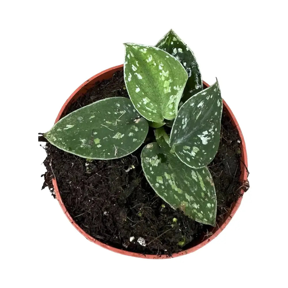 Scindapsus pictus 'Tricolor' potted plant in nursery pot on white background.