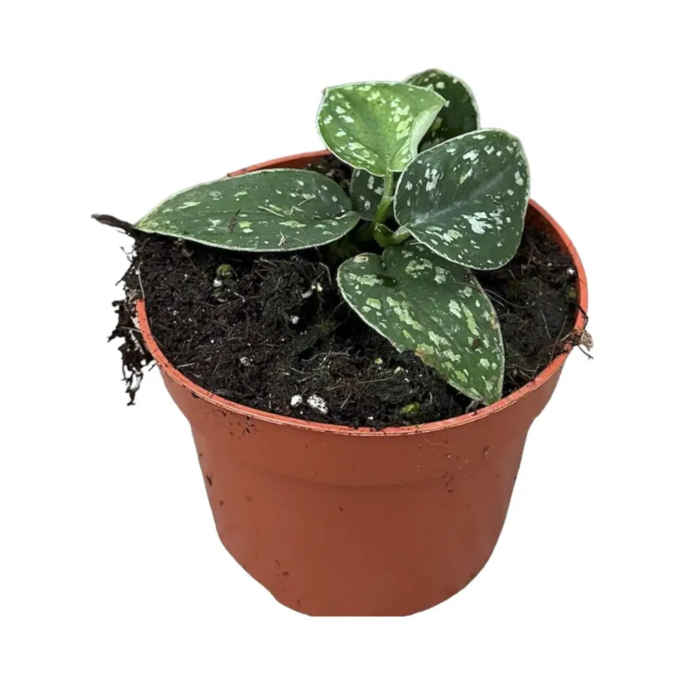 Scindapsus pictus 'Tricolor' potted plant in nursery pot on white background.